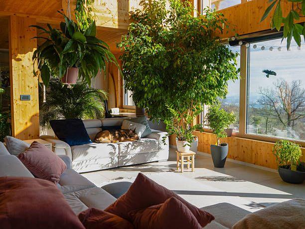 Green Up Your Home:Top Indoor Plants for Kenyan Homes