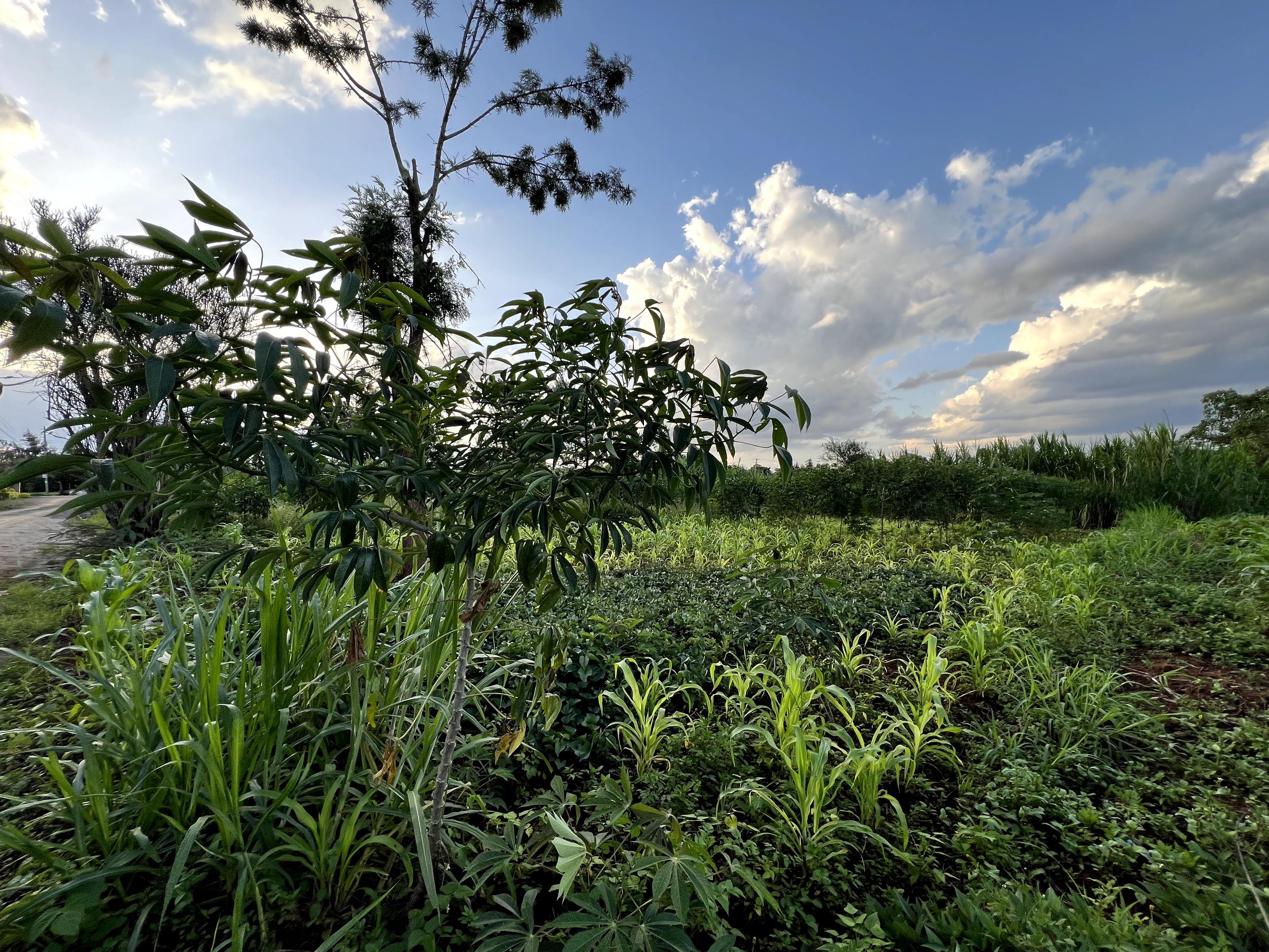 1/8 Plots For Sale in Croton Ridge Estate - Image 1
