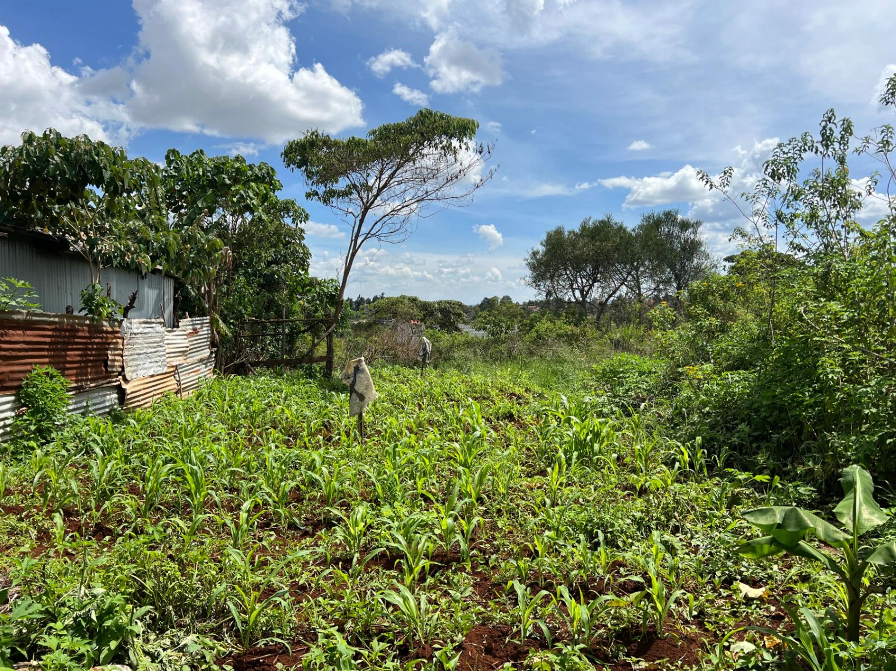 Plots for Sale – Judea Palm Estate, Mugutha (Ruiru) - Image 1