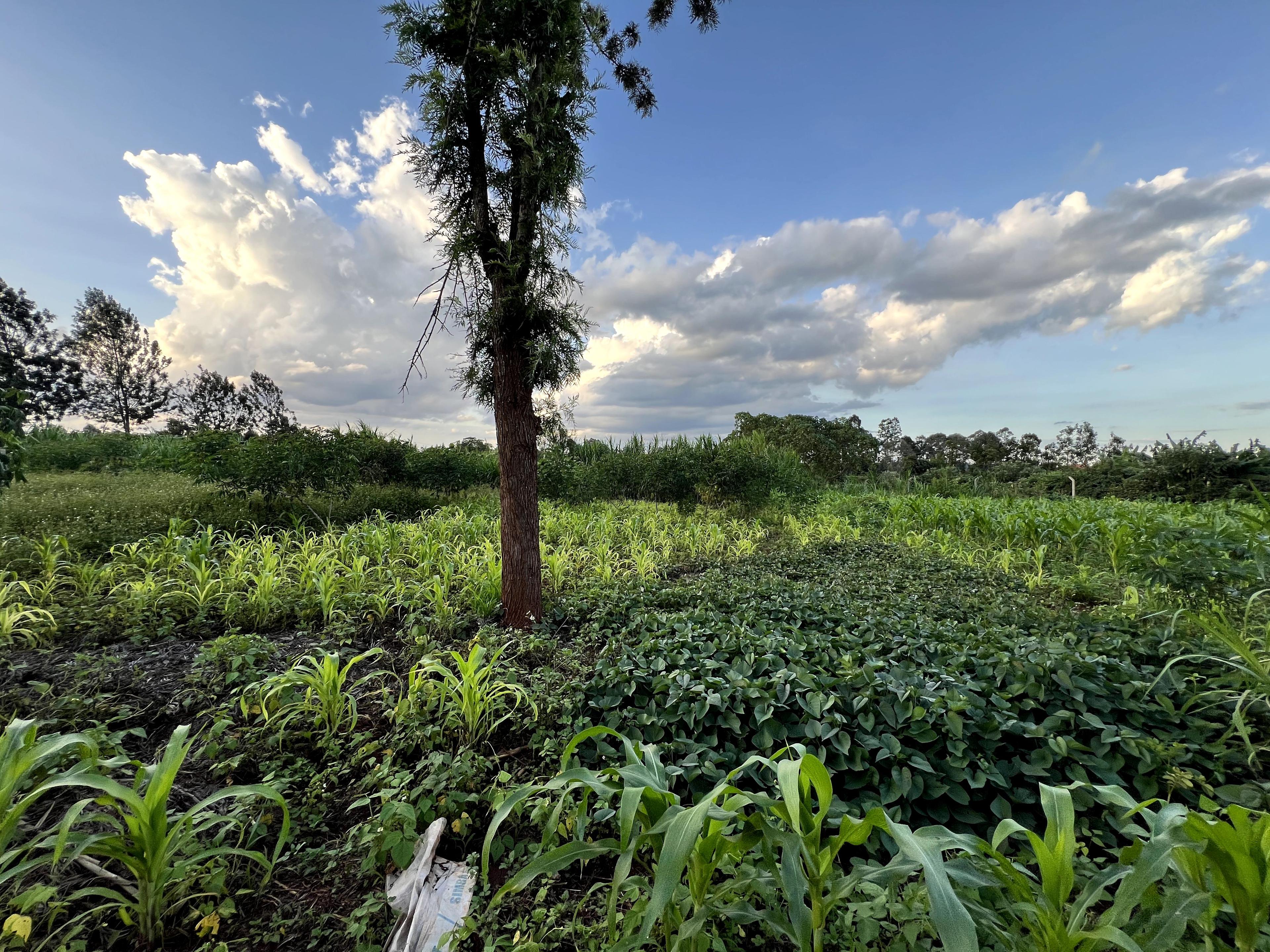 1/8 Plots For Sale in Croton Ridge Estate - Image 2