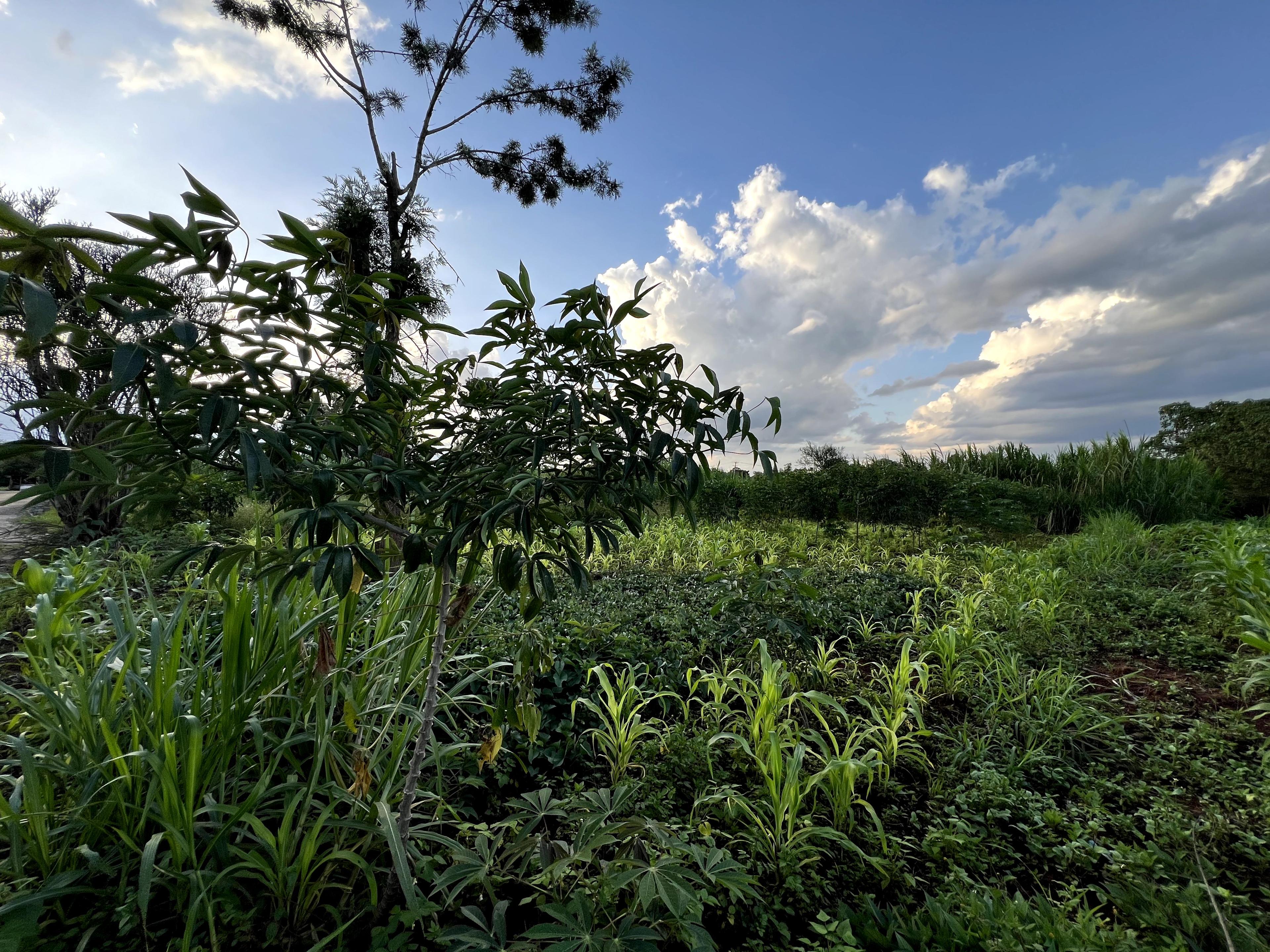 1/8 Plots For Sale in Croton Ridge Estate - Image 8