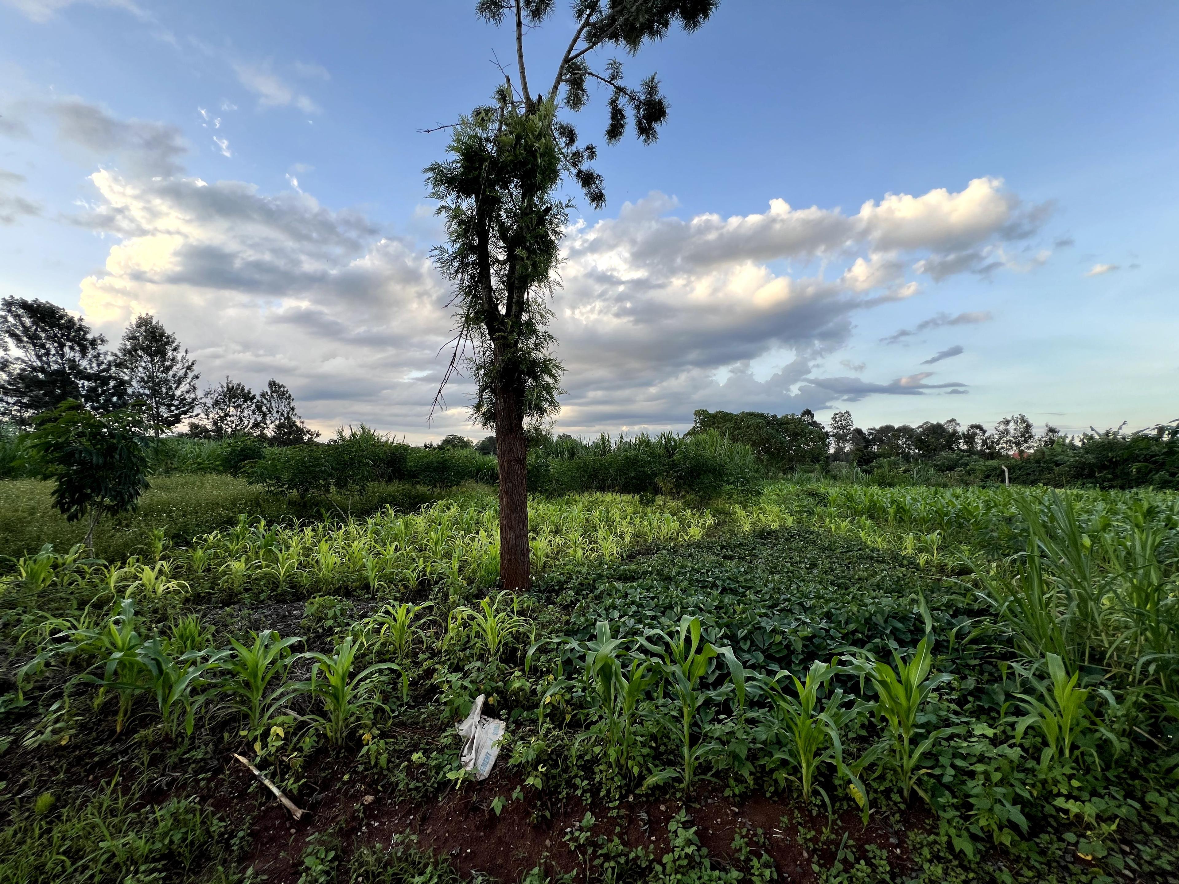 1/8 Plots For Sale in Croton Ridge Estate - Image 5