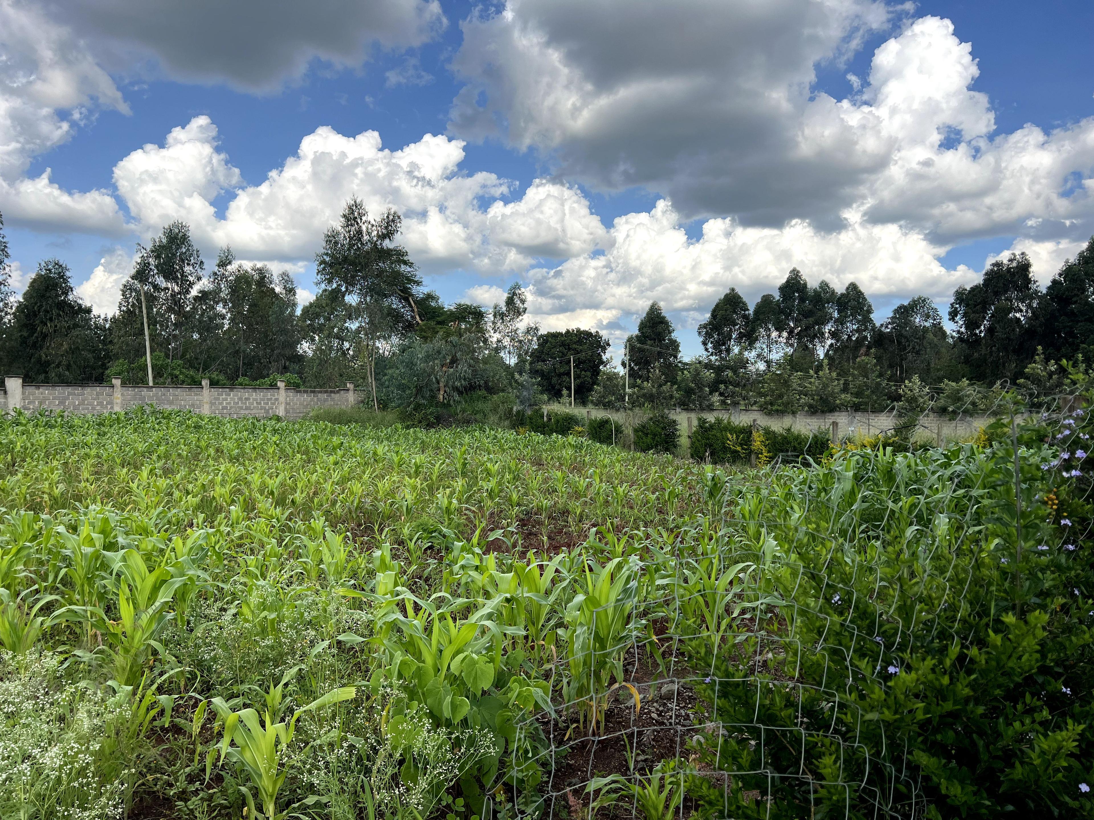 1/4 Plots for Sale – Kenyatta Road - Image 20