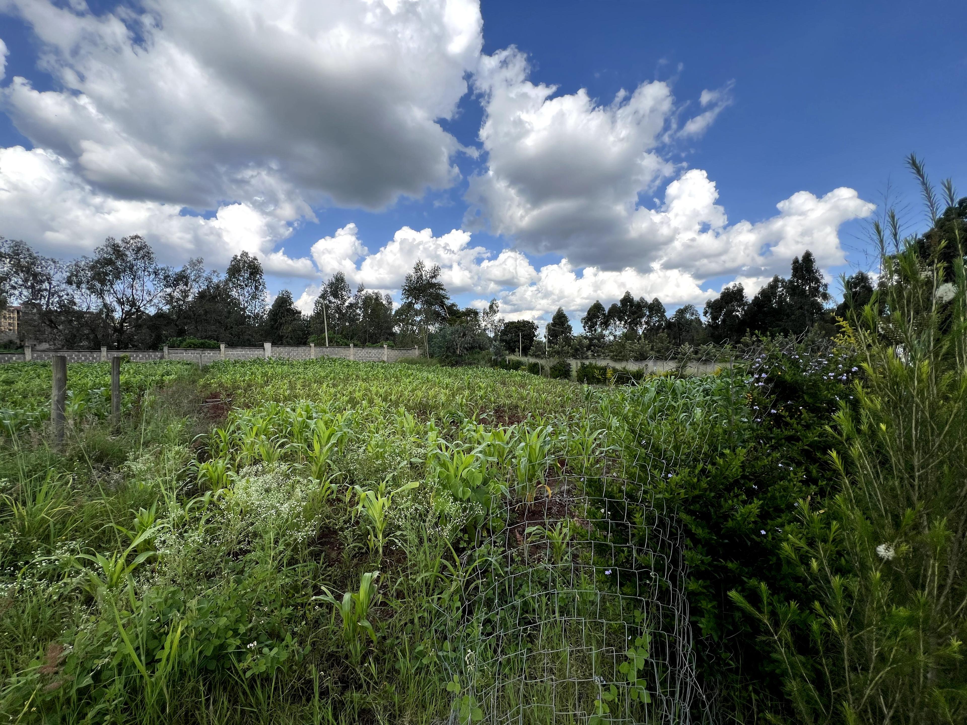 1/4 Plots for Sale – Kenyatta Road - Image 21