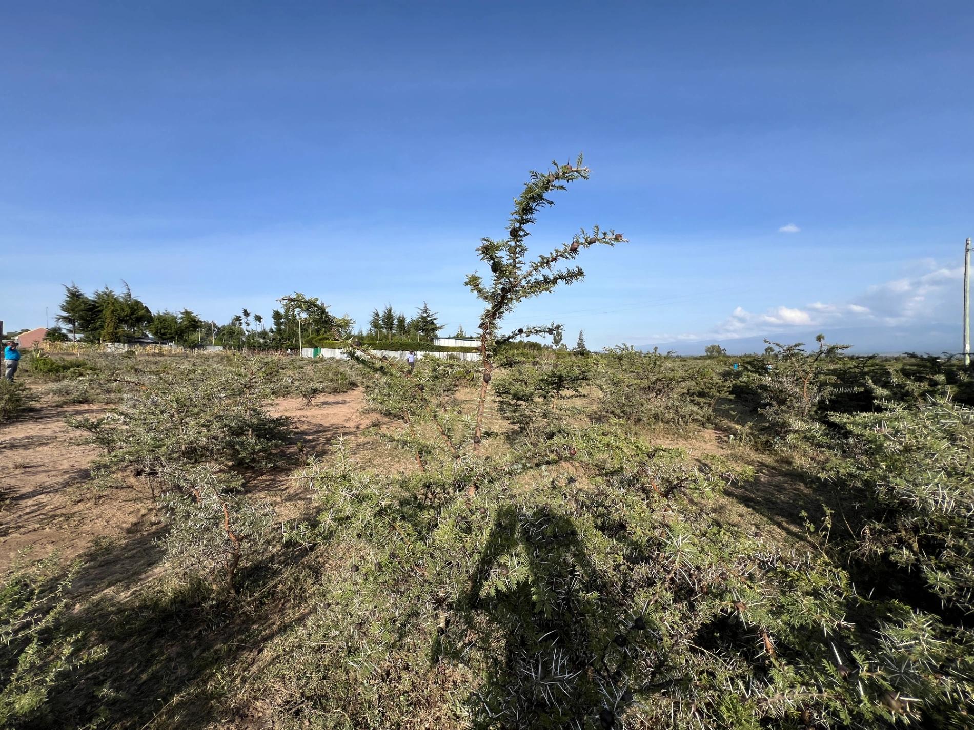 1/4 Plots for sale in Nanyuki - Image 9