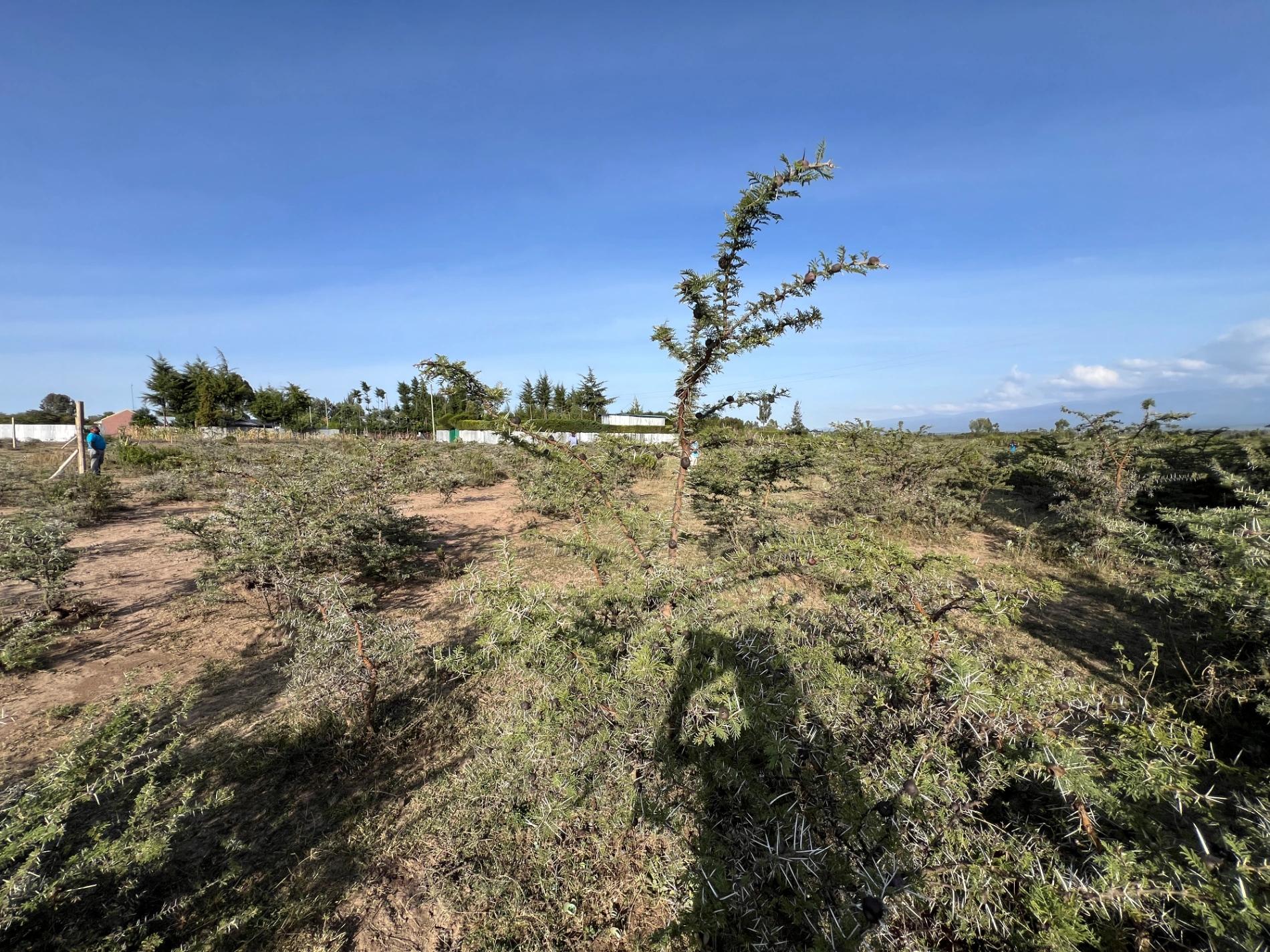 1/4 Plots for sale in Nanyuki - Image 10