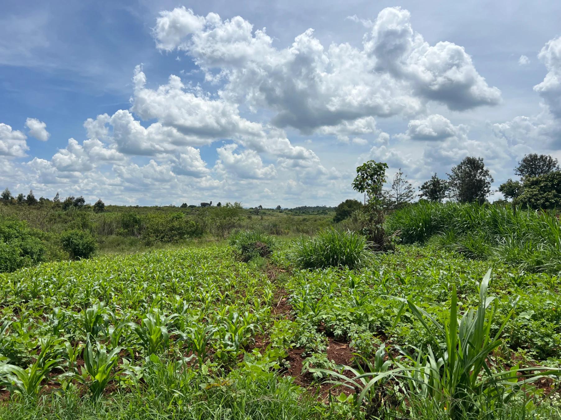 Plots for Sale – Green Ridge Estate, Mugutha (Ruiru) - Image 10