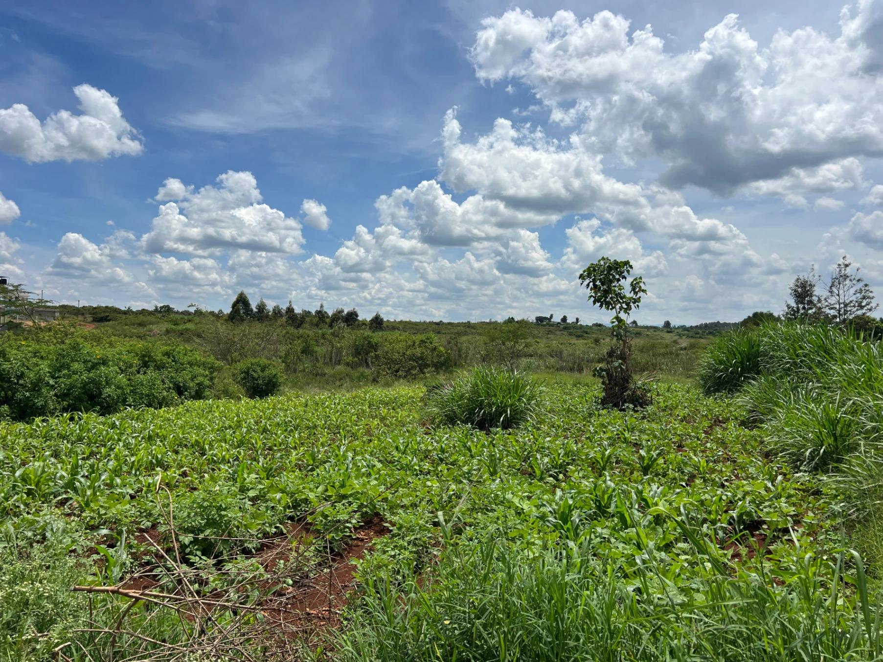 Plots for Sale – Green Ridge Estate, Mugutha (Ruiru) - Image 3