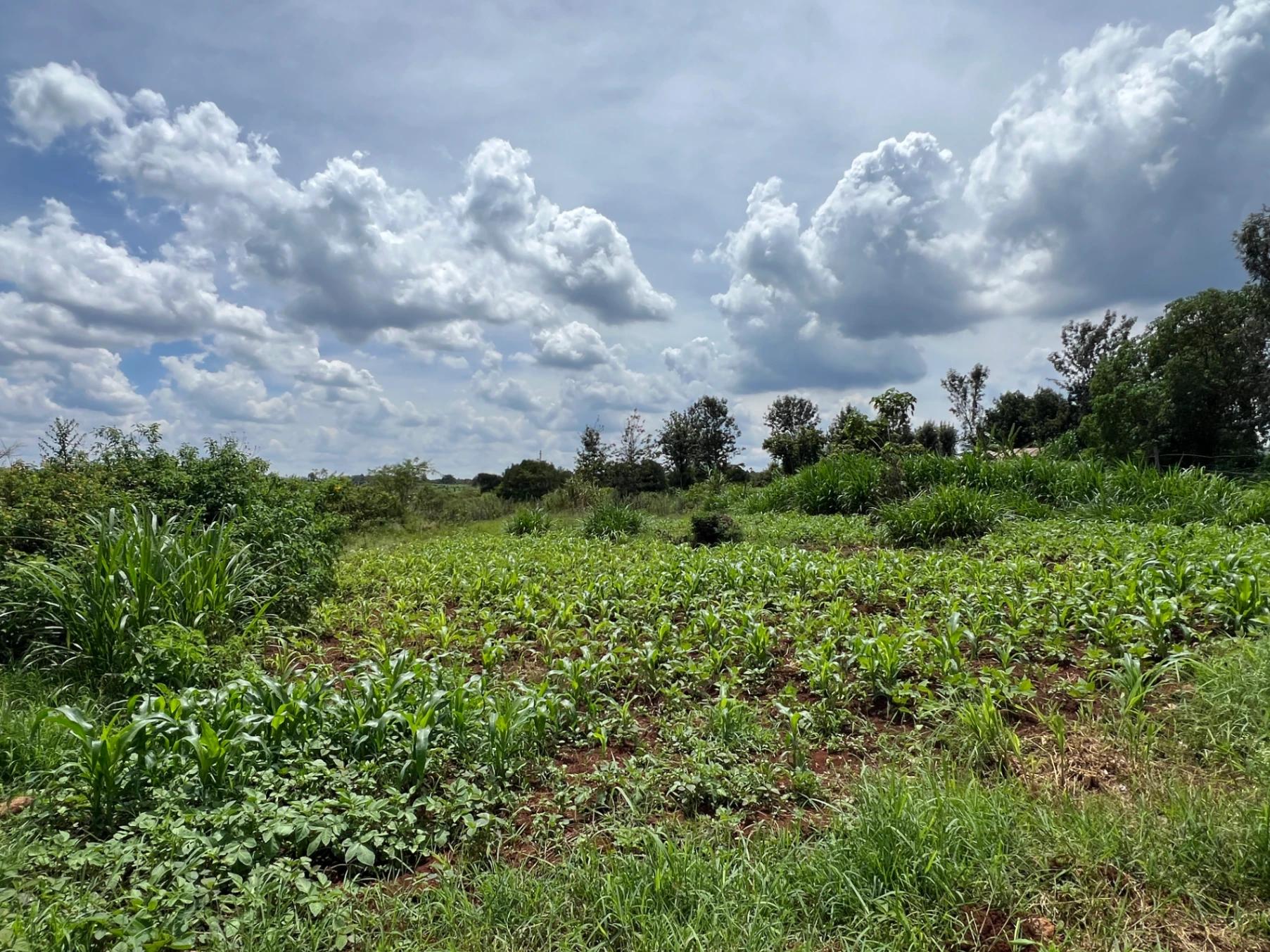 Plots for Sale – Green Ridge Estate, Mugutha (Ruiru) - Image 12