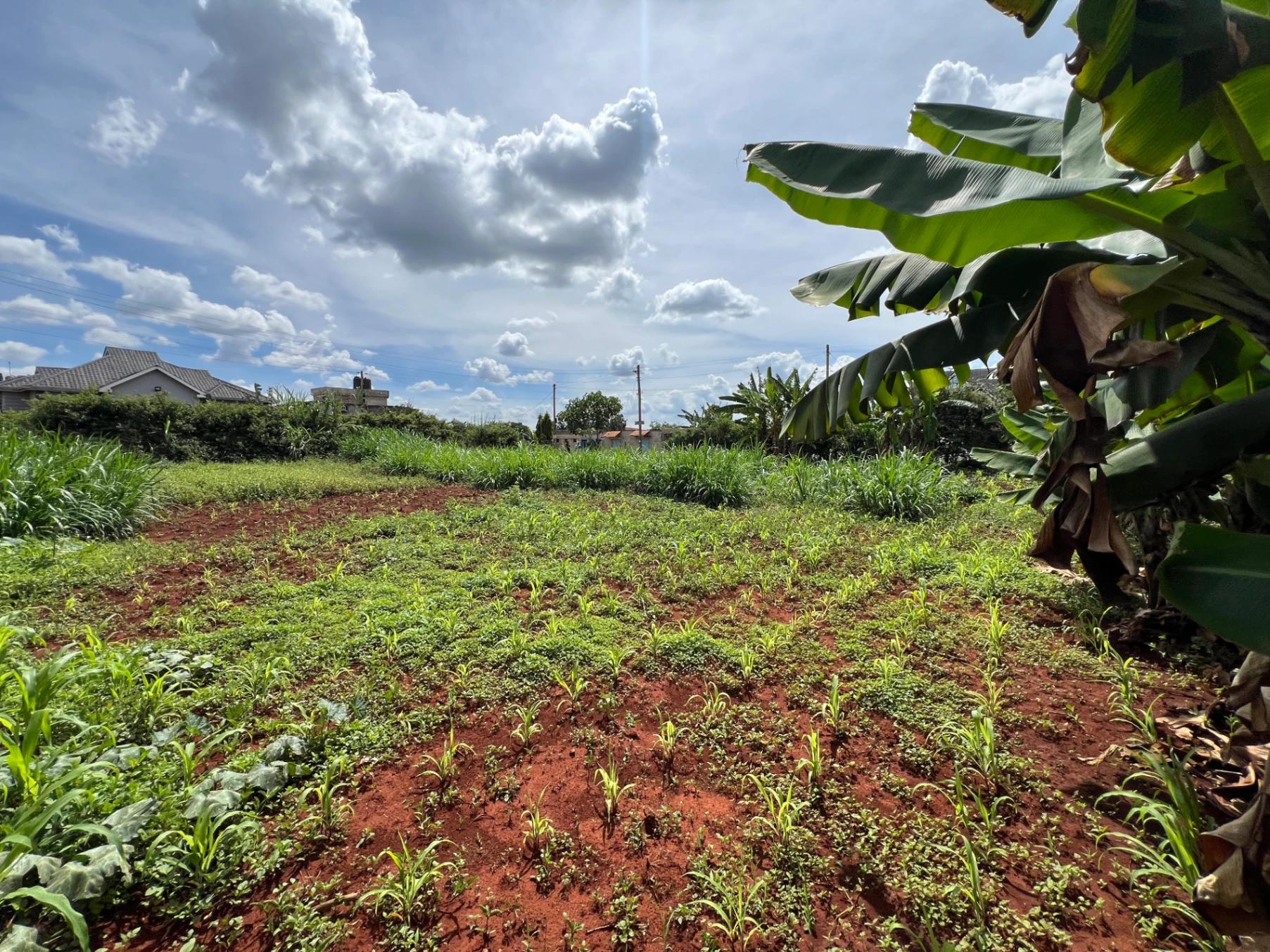 Plots for Sale – Judea Palm Estate, Mugutha (Ruiru) - Image 7