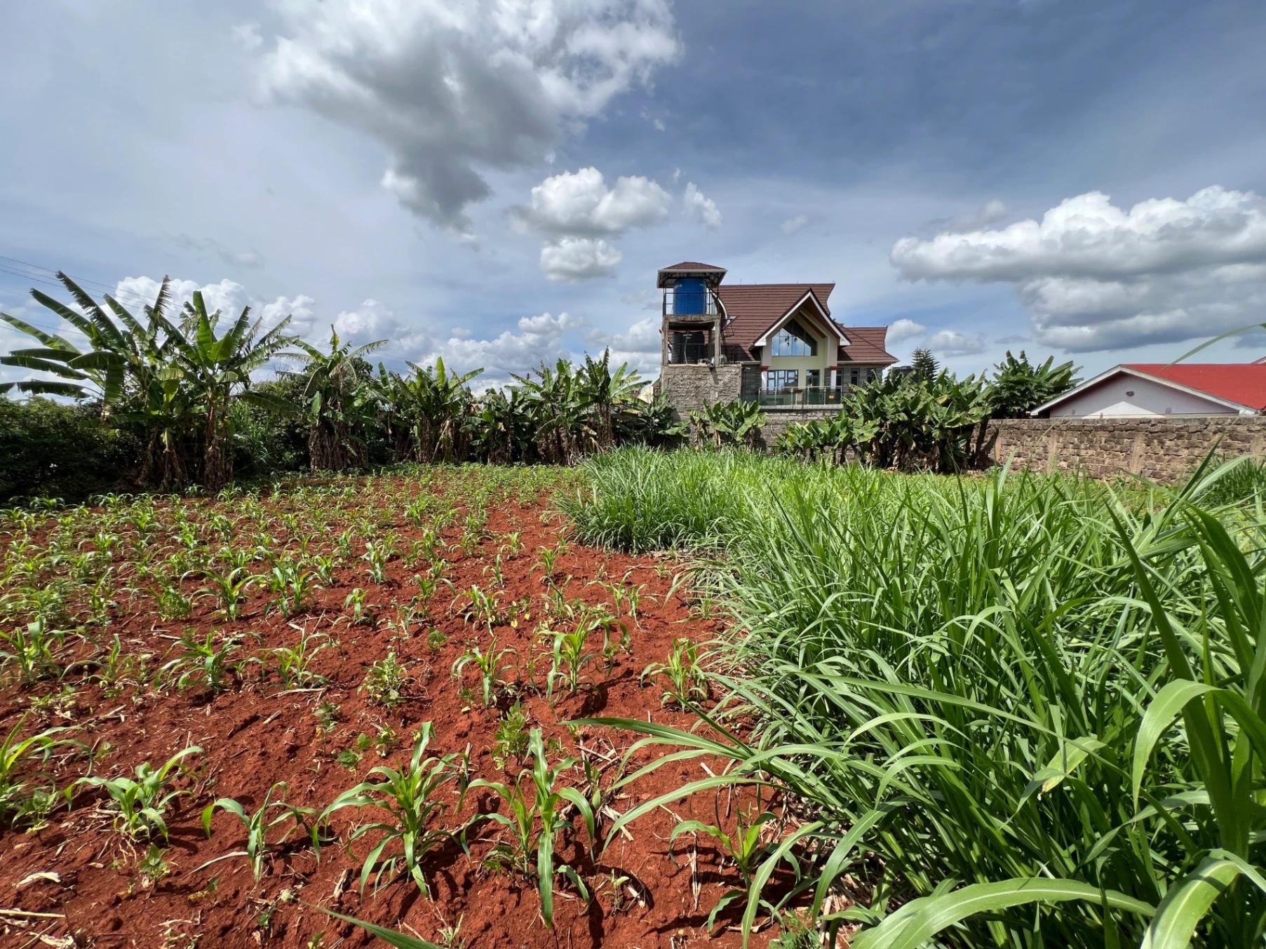 Plots for Sale – Judea Palm Estate, Mugutha (Ruiru) - Image 9