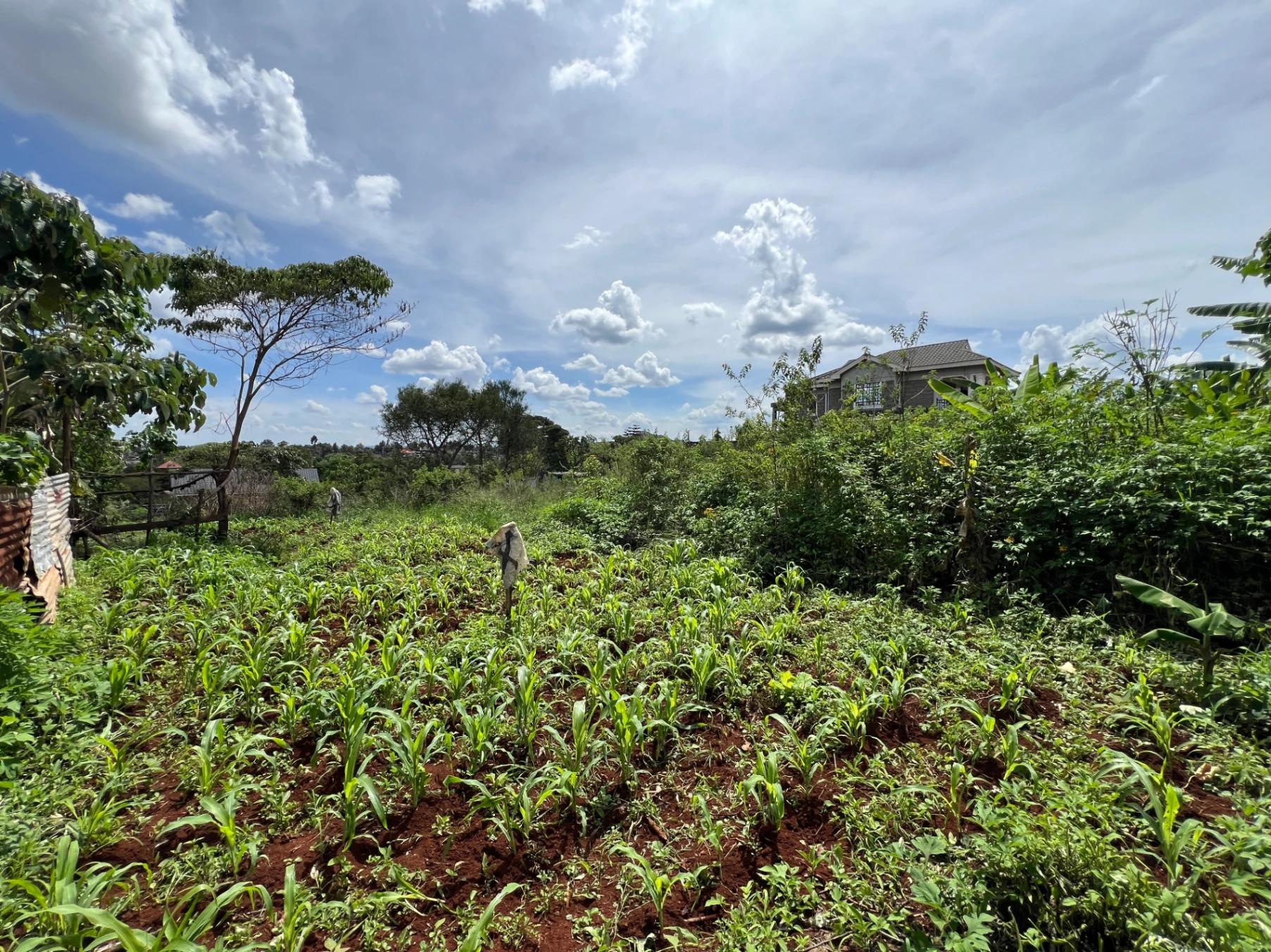 Plots for Sale – Judea Palm Estate, Mugutha (Ruiru) - Image 4