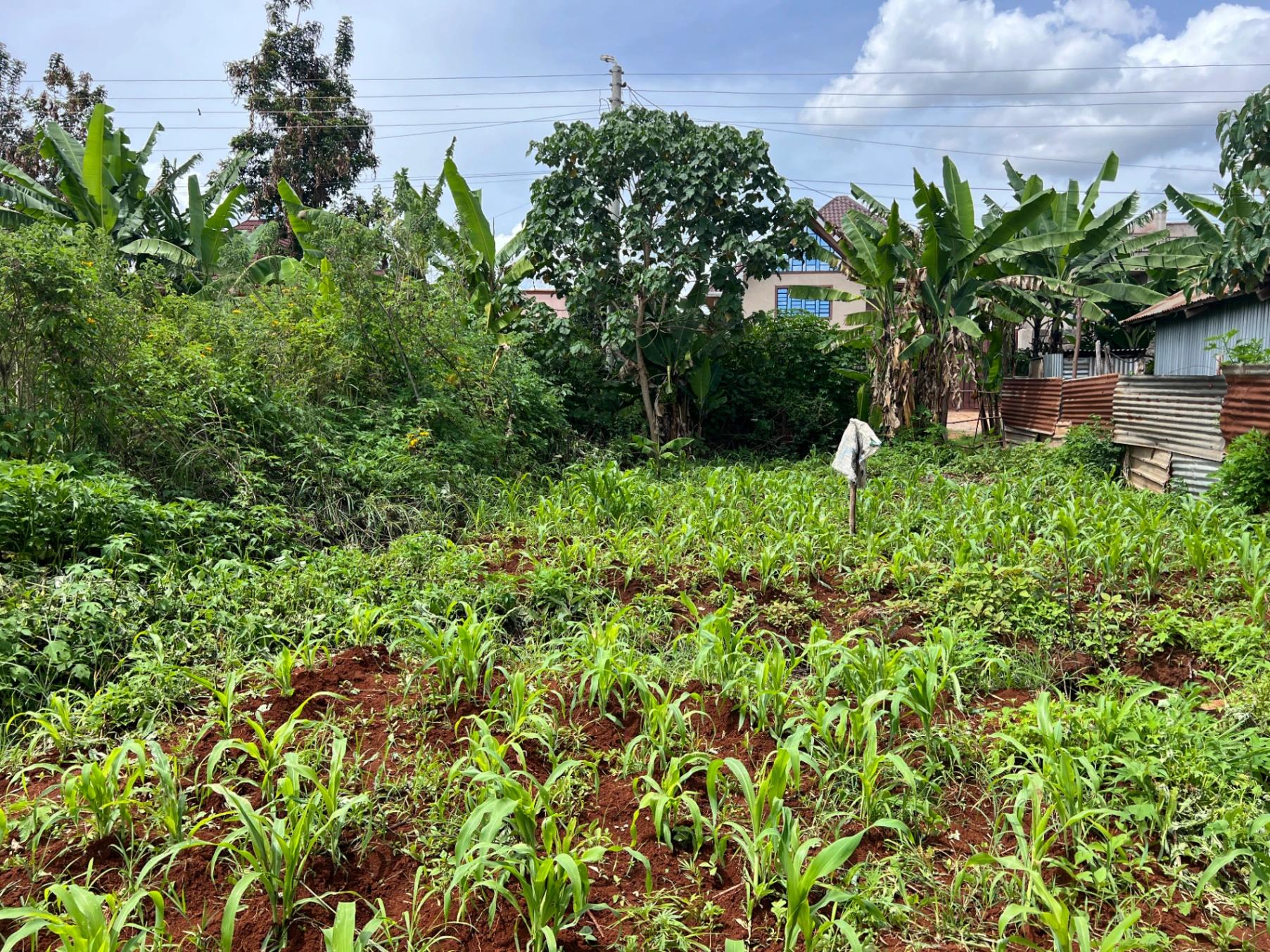 Plots for Sale – Judea Palm Estate, Mugutha (Ruiru) - Image 5