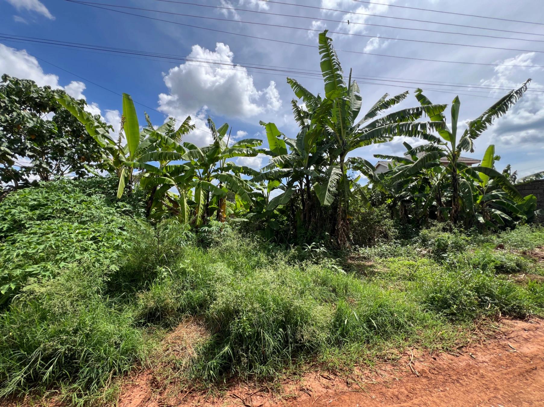 Plots for Sale – Judea Palm Estate, Mugutha (Ruiru) - Image 18
