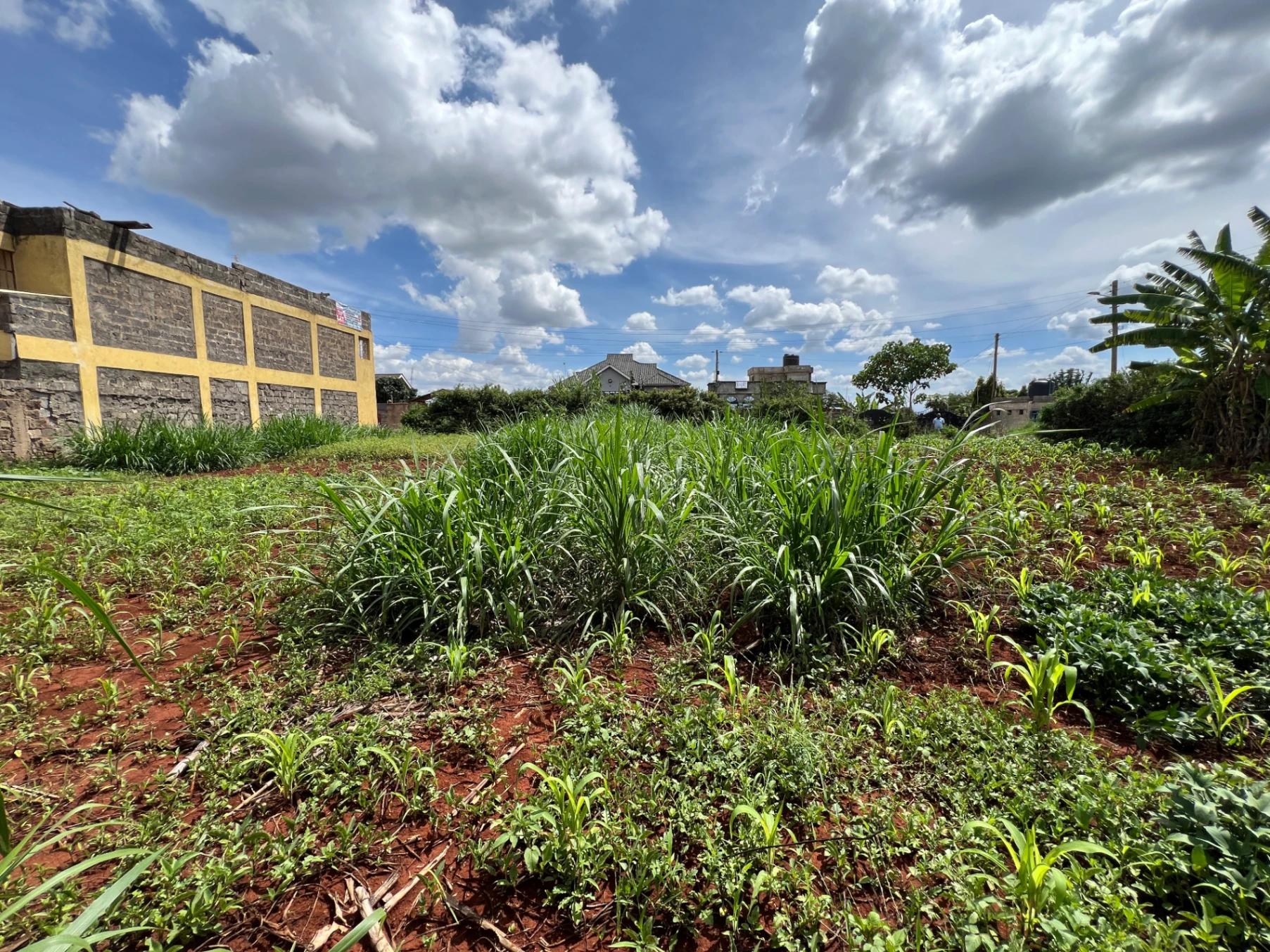 Plots for Sale – Judea Palm Estate, Mugutha (Ruiru) - Image 12