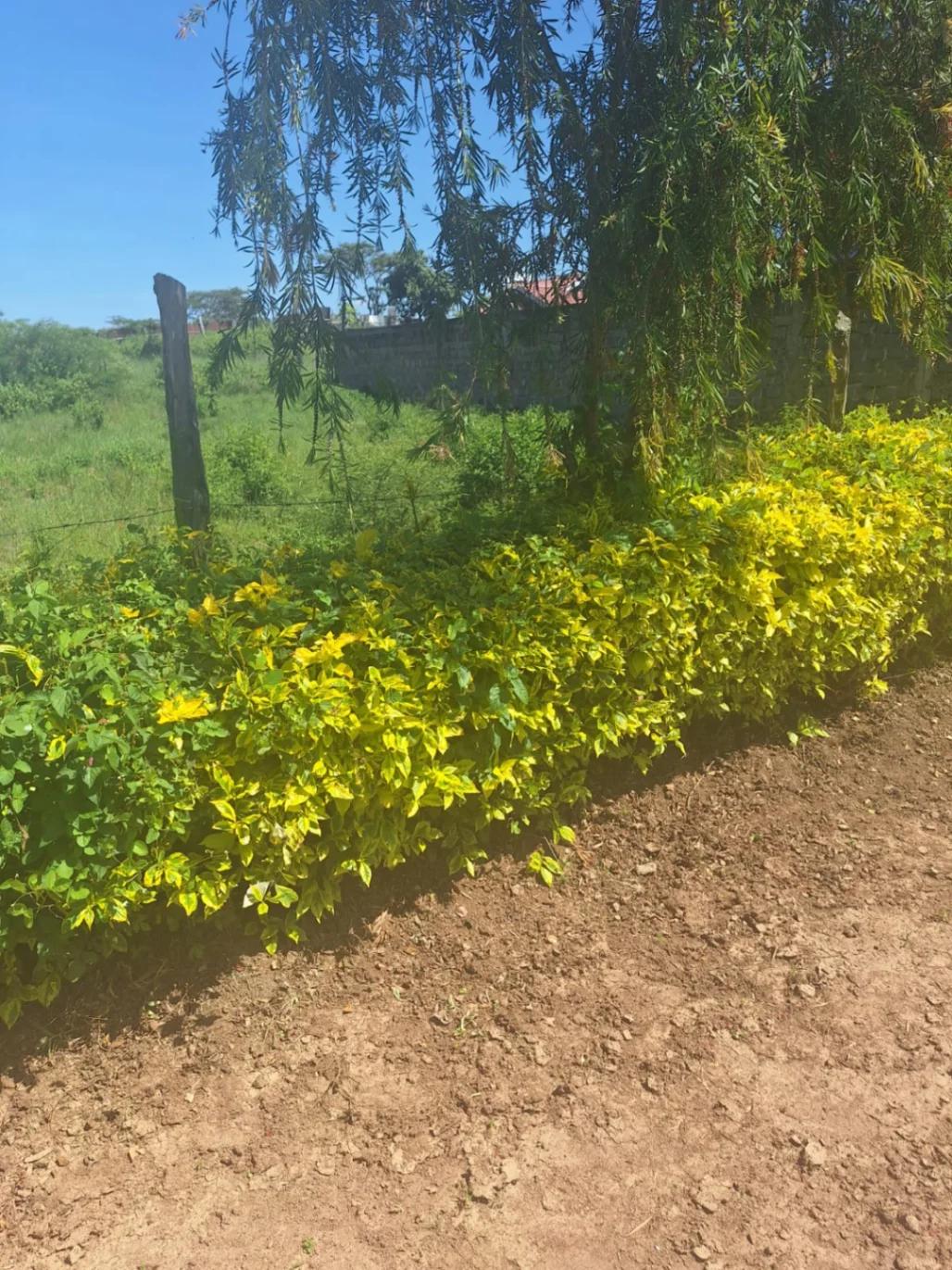 1/4 Plot on Sale in Kahawa sukari  - Image 5